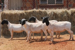 5X DORPER OOI/EWE MAGNUM BOERDERY (Pay per animal to take all in lot)