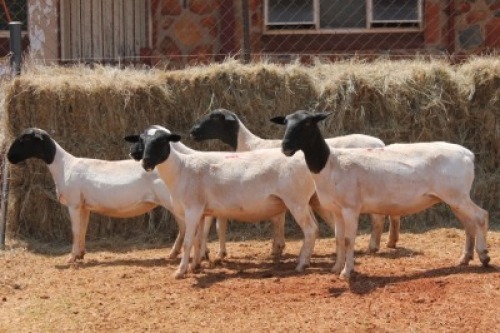 5X DORPER OOI/EWE MAGNUM BOERDERY (Pay per animal to take all in lot)