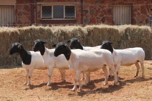 5X DORPER OOI/EWE MAGNUM BOERDERY (Pay per animal to take all in lot)