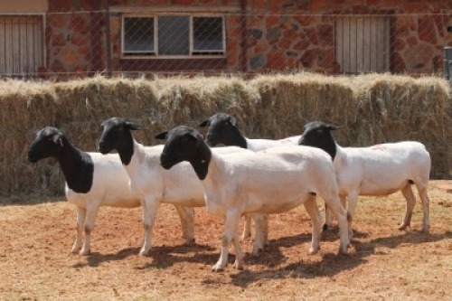 5X DORPER OOI/EWE MAGNUM BOERDERY (Pay per animal to take all in lot)