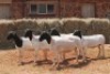 5X DORPER OOI/EWE MAGNUM BOERDERY (Pay per animal to take all in lot)