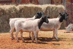 5X DORPER OOI/EWE MAGNUM BOERDERY (Pay per animal to take all in lot)