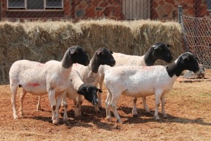 5X DORPER OOI/EWE MAGNUM BOERDERY (Pay per animal to take all in lot)