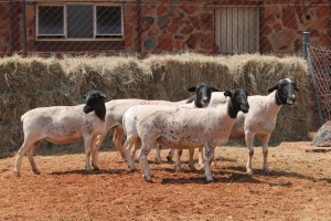 5X DORPER OOI/EWE MAGNUM BOERDERY (Pay per animal to take all in lot)