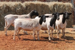 5X DORPER OOI/EWE MAGNUM BOERDERY (Pay per animal to take all in lot)