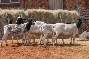 5X DORPER OOI/EWE MAGNUM BOERDERY (Pay per animal to take all in lot)