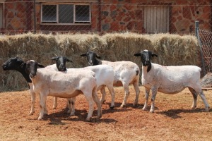 5X DORPER OOI/EWE MAGNUM BOERDERY (Pay per animal to take all in lot)