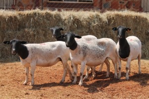 5X DORPER OOI/EWE MAGNUM BOERDERY (Pay per animal to take all in lot)