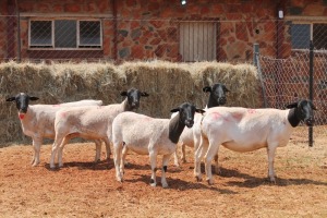 5X DORPER OOI/EWE MAGNUM BOERDERY (Pay per animal to take all in lot)