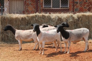 5X DORPER OOI/EWE MAGNUM BOERDERY (Pay per animal to take all in lot)