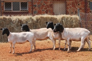 5X DORPER OOI/EWE MAGNUM BOERDERY (Pay per animal to take all in lot)