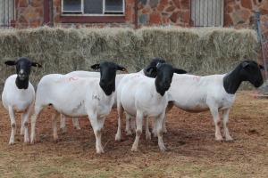 5X DORPER OOI/EWE MAGNUM BOERDERY (Pay per animal to take all in lot)