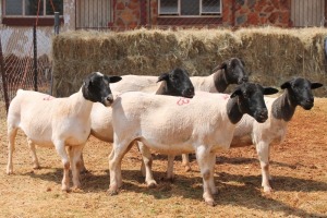 5X DORPER OOI/EWE MAGNUM BOERDERY (Pay per animal to take all in lot)