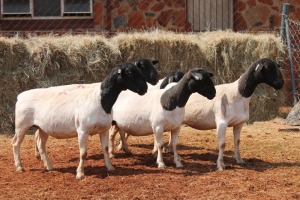 5X DORPER OOI/EWE MAGNUM BOERDERY (Pay per animal to take all in lot)