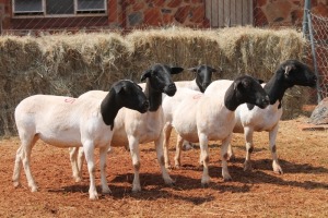 5X DORPER OOI/EWE MAGNUM BOERDERY (Pay per animal to take all in lot)