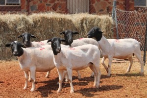 5X DORPER OOI/EWE MAGNUM BOERDERY (Pay per animal to take all in lot)