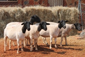 5X DORPER OOI/EWE MAGNUM BOERDERY (Pay per animal to take all in lot)