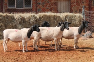 5X DORPER OOI/EWE MAGNUM BOERDERY (Pay per animal to take all in lot)