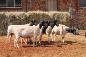 5X DORPER OOI/EWE MAGNUM BOERDERY (Pay per animal to take all in lot)