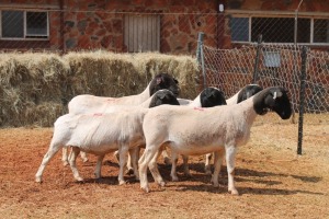 5X DORPER OOI/EWE MAGNUM BOERDERY (Pay per animal to take all in lot)