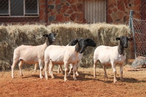 5X DORPER OOI/EWE MAGNUM BOERDERY (Pay per animal to take all in lot)