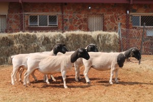 5X DORPER OOI/EWE MAGNUM BOERDERY (Pay per animal to take all in lot)