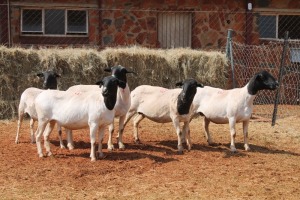 5X DORPER OOI/EWE MAGNUM BOERDERY (Pay per animal to take all in lot)