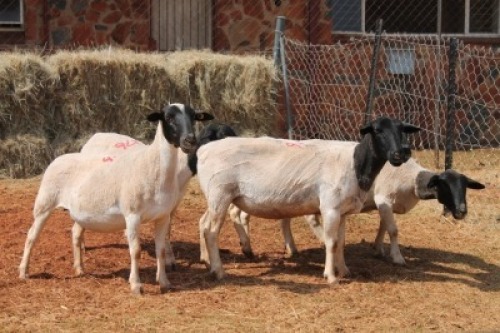 5X DORPER OOI/EWE MAGNUM BOERDERY (Pay per animal to take all in lot)
