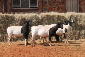 5X DORPER OOI/EWE MAGNUM BOERDERY (Pay per animal to take all in lot)