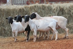 5X DORPER OOI/EWE MAGNUM BOERDERY (Pay per animal to take all in lot)