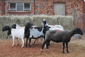 7X DORPER OOI/EWE MAGNUM BOERDERY (Pay per animal to take all in lot)