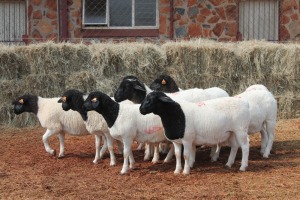 10X DORPER OOI/EWE MAGNUM BOERDERY (Pay per animal to take all in lot)