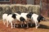 10X DORPER OOI/EWE MAGNUM BOERDERY (Pay per animal to take all in lot) - 2