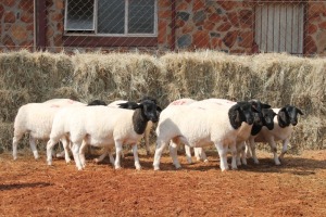 10X DORPER OOI/EWE MAGNUM BOERDERY (Pay per animal to take all in lot)