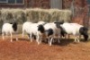 10X DORPER OOI/EWE MAGNUM BOERDERY (Pay per animal to take all in lot) - 2