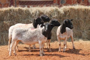 5X DORPER OOI/EWE MAGNUM BOERDERY (Pay per animal to take all in lot)