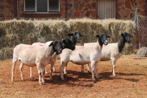 5X DORPER OOI/EWE MAGNUM BOERDERY (Pay per animal to take all in lot)