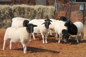 10X DORPER OOI/EWE MAGNUM BOERDERY (Pay per animal to take all in lot)