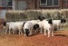 10X DORPER OOI/EWE MAGNUM BOERDERY (Pay per animal to take all in lot) - 2