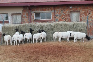 10X DORPER OOI/EWE MAGNUM BOERDERY (Pay per animal to take all in lot)