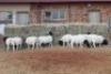 10X DORPER OOI/EWE MAGNUM BOERDERY (Pay per animal to take all in lot) - 2