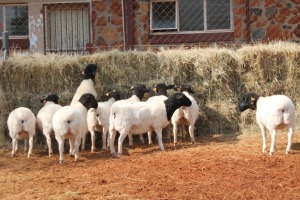 10X DORPER OOI/EWE MAGNUM BOERDERY (Pay per animal to take all in lot)