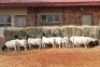 10X DORPER OOI/EWE MAGNUM BOERDERY (Pay per animal to take all in lot) - 2