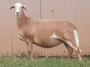 1X OOI/EWE B3 Genetics - Charles Freeme - 074 207 0007