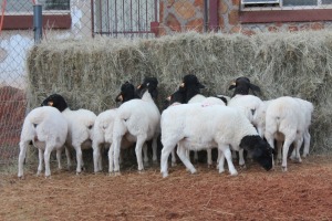 10X DORPER OOI/EWE MAGNUM BOERDERY (Pay per animal to take all in lot)