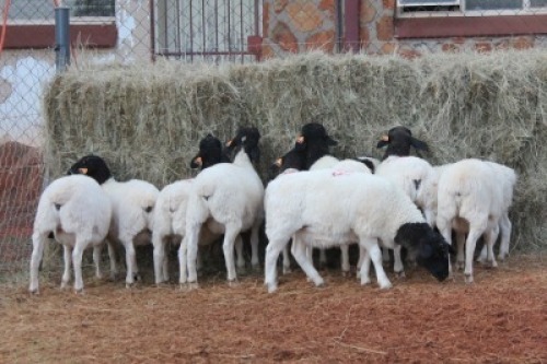 10X DORPER OOI/EWE MAGNUM BOERDERY (Pay per animal to take all in lot)