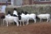 10X DORPER OOI/EWE MAGNUM BOERDERY (Pay per animal to take all in lot) - 2