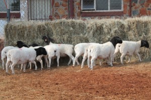 10X DORPER OOI/EWE MAGNUM BOERDERY (Pay per animal to take all in lot)