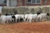 10X DORPER OOI/EWE MAGNUM BOERDERY (Pay per animal to take all in lot)