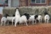10X DORPER OOI/EWE MAGNUM BOERDERY (Pay per animal to take all in lot) - 2